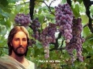 Sinh Hoa Kết Trái Và Trở Nên Môn Đệ Đức Giêsu (Ga 15,1-17)